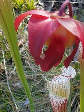 Image of crimson pitcherplant