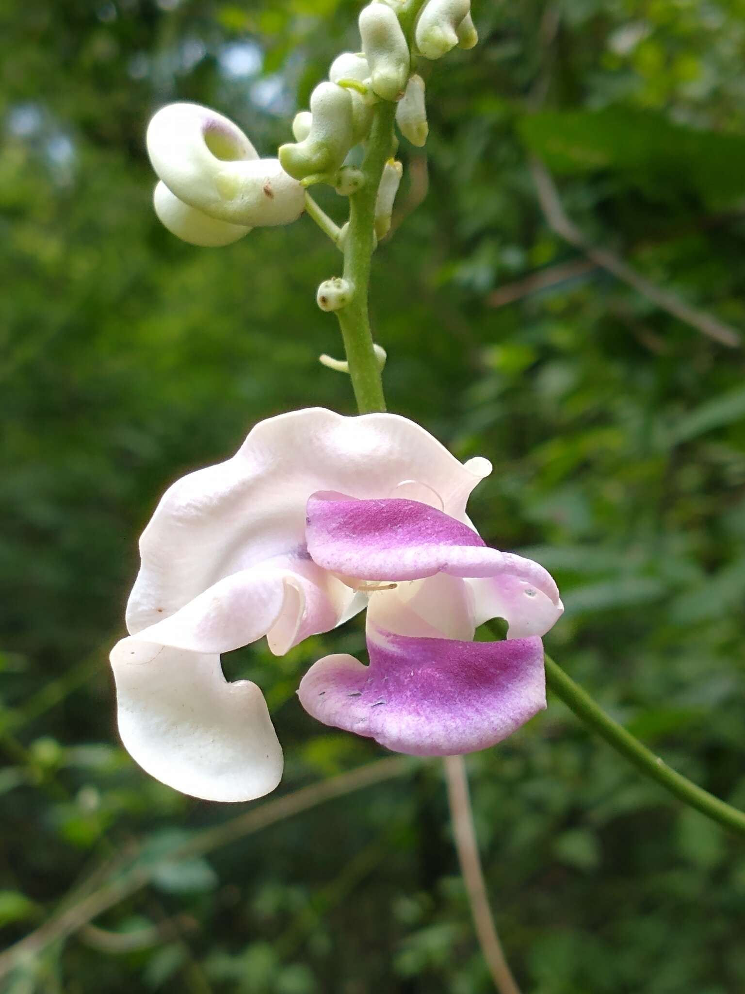 Image of <i>Cochliasanthus caracalla</i>