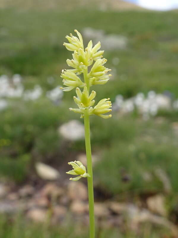 Image of Tofield's asphodel