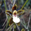 Image of Galeottia burkei (Rchb. fil.) Dressler & Christenson