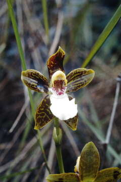 Image of Galeottia burkei (Rchb. fil.) Dressler & Christenson