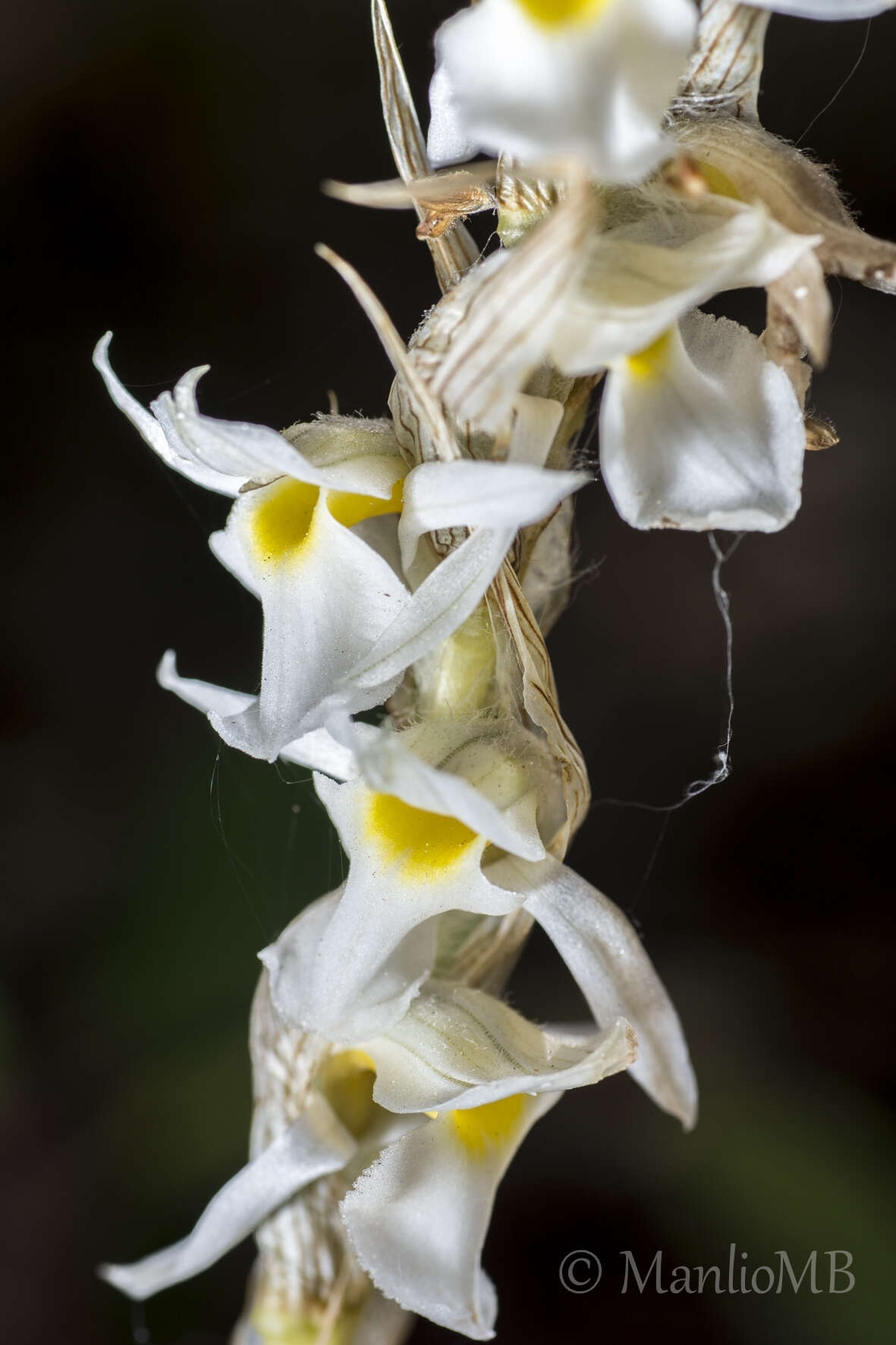 Image of Deiregyne eriophora (B. L. Rob. & Greenm.) Garay