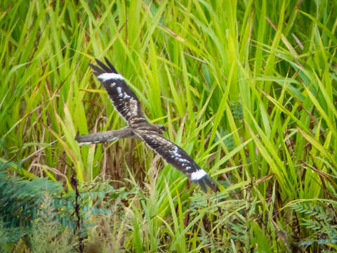 Image of Ladder-tailed Nightjar