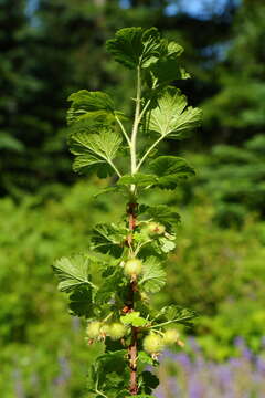 Image of spring gooseberry