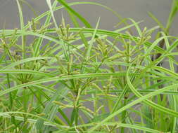 صورة Cyperus imbricatus Retz.