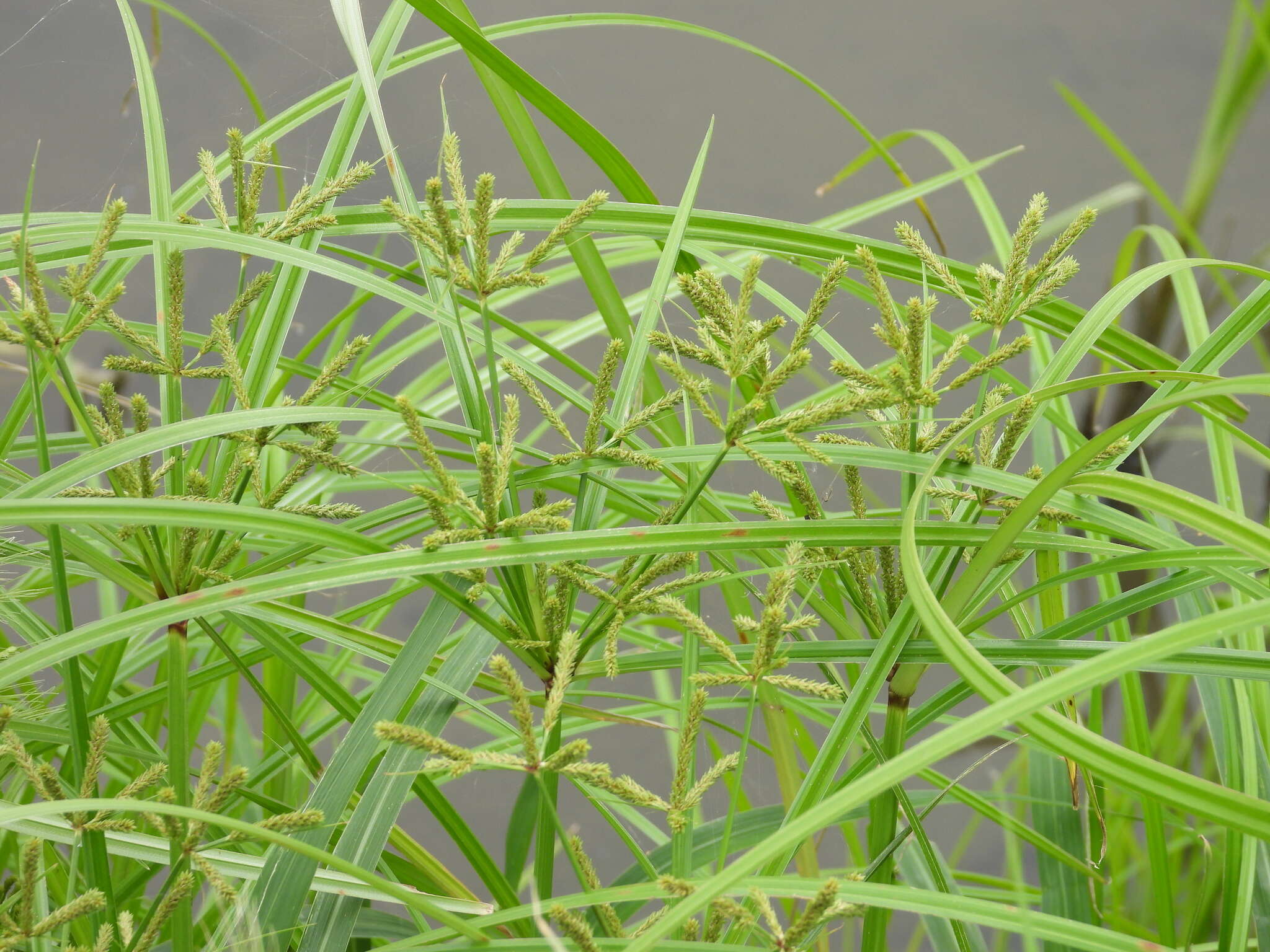 صورة Cyperus imbricatus Retz.