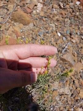 Image of Pulicaria glutinosa (Boiss.) Jaub. & Spach