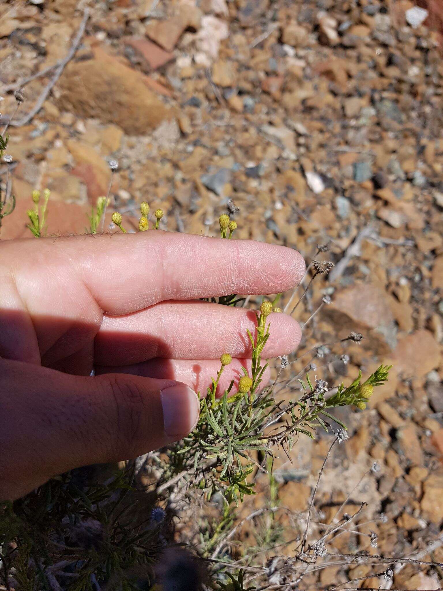 صورة Pulicaria glutinosa (Boiss.) Jaub. & Spach