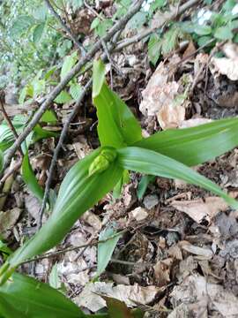 Image of showy colchicum