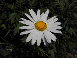 Plancia ëd Argyranthemum broussonetii (Pers.) C. J. Humphries