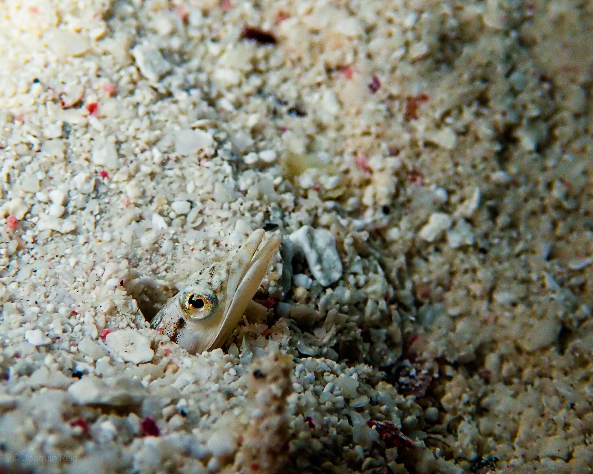 Image of Yellowface Pikeblenny