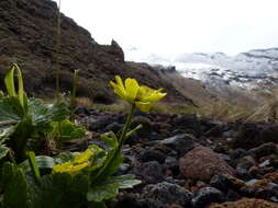 Image of Ranunculus nivicolus Hook.