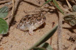 Image of Santa Fe Dwarf Frog