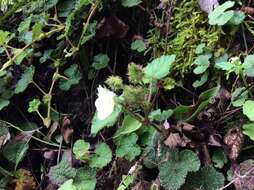 Image of Rubus pectinellus Maxim.