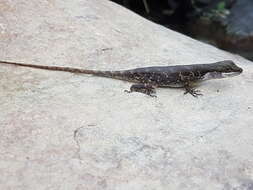 Image of Big-scaled Anole