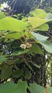 Image of Actinidia chinensis var. setosa H. L. Li