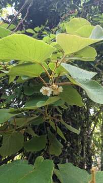 Plancia ëd Actinidia chinensis var. setosa H. L. Li