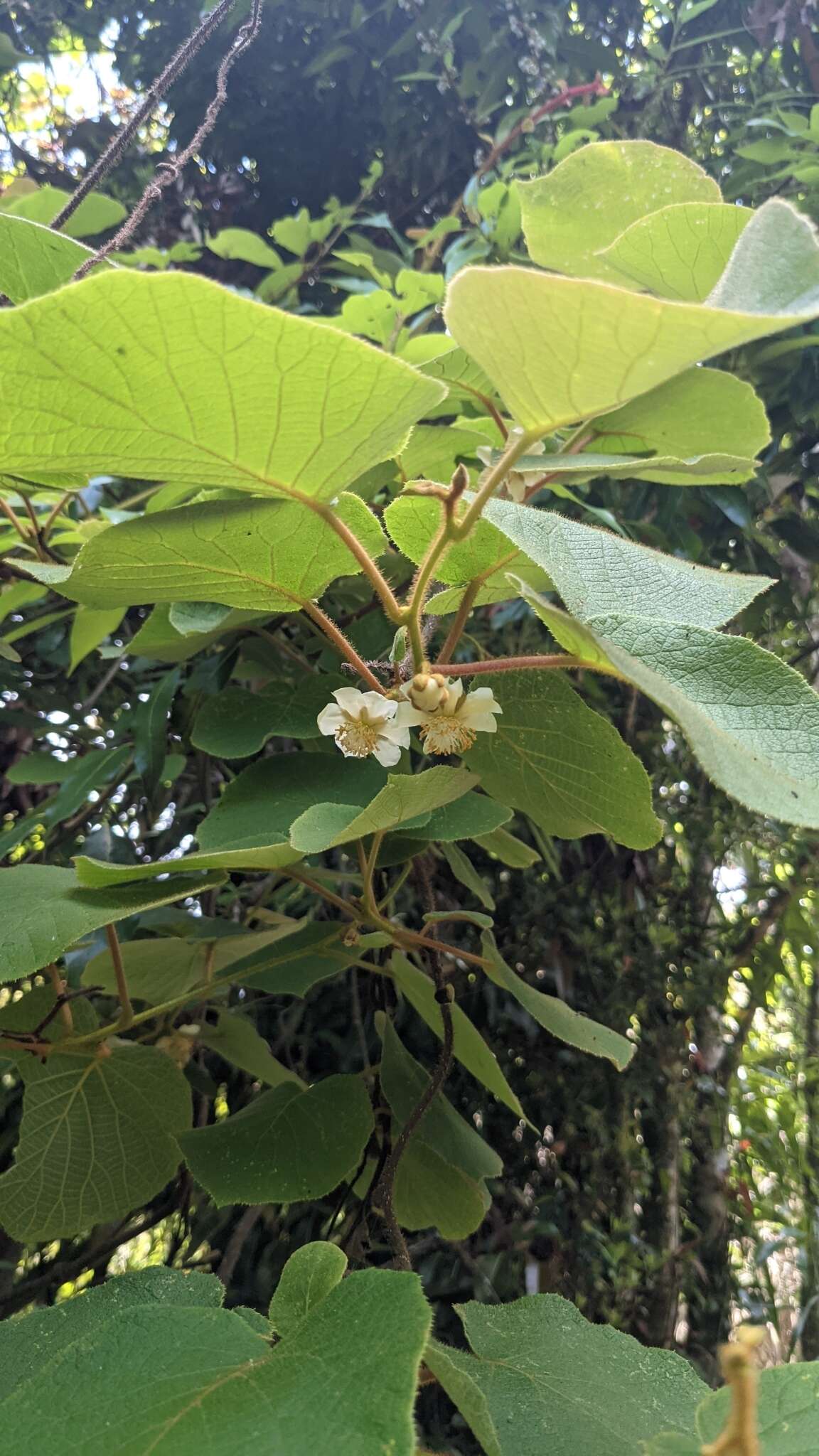 Image of Actinidia chinensis var. setosa H. L. Li