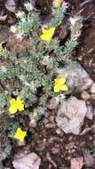 Image of Portulaca wightiana Wall.