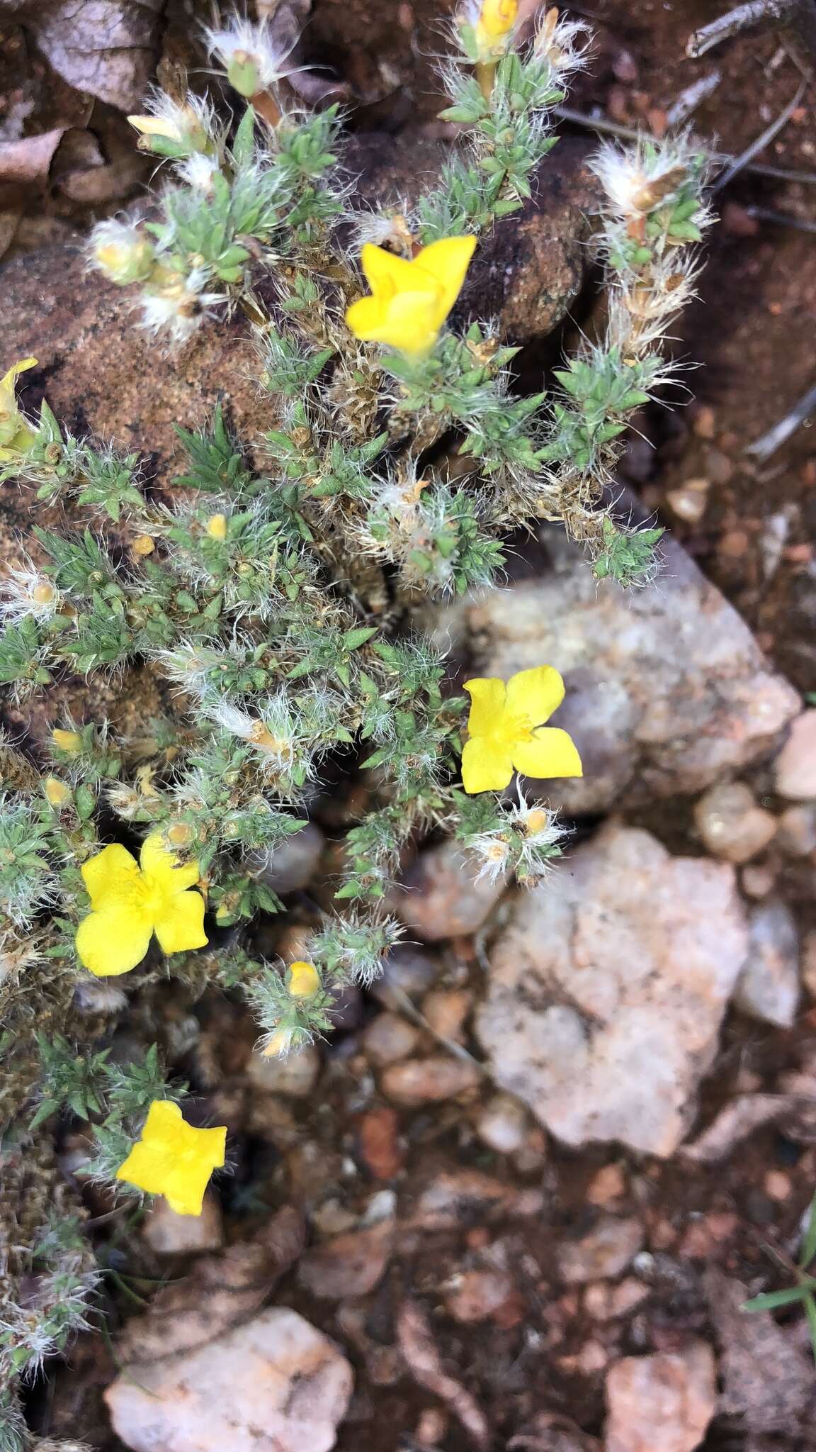 Image of Portulaca wightiana Wall.