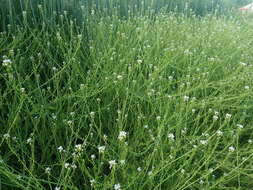 Image of white ballmustard