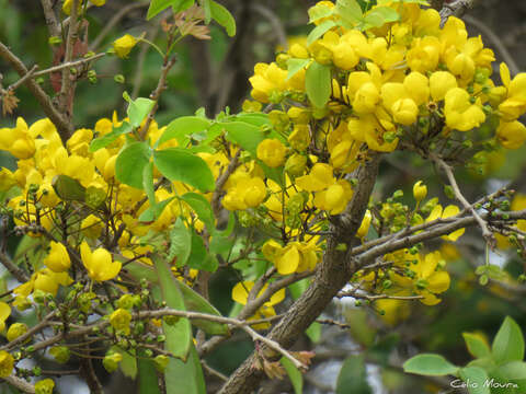 Image de Chamaecrista ensiformis (Vell.) H. S. Irwin & Barneby