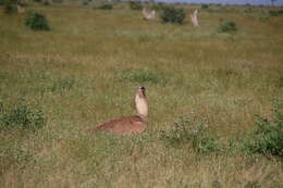 Image of Ardeotis kori struthiunculus (Neumann 1907)