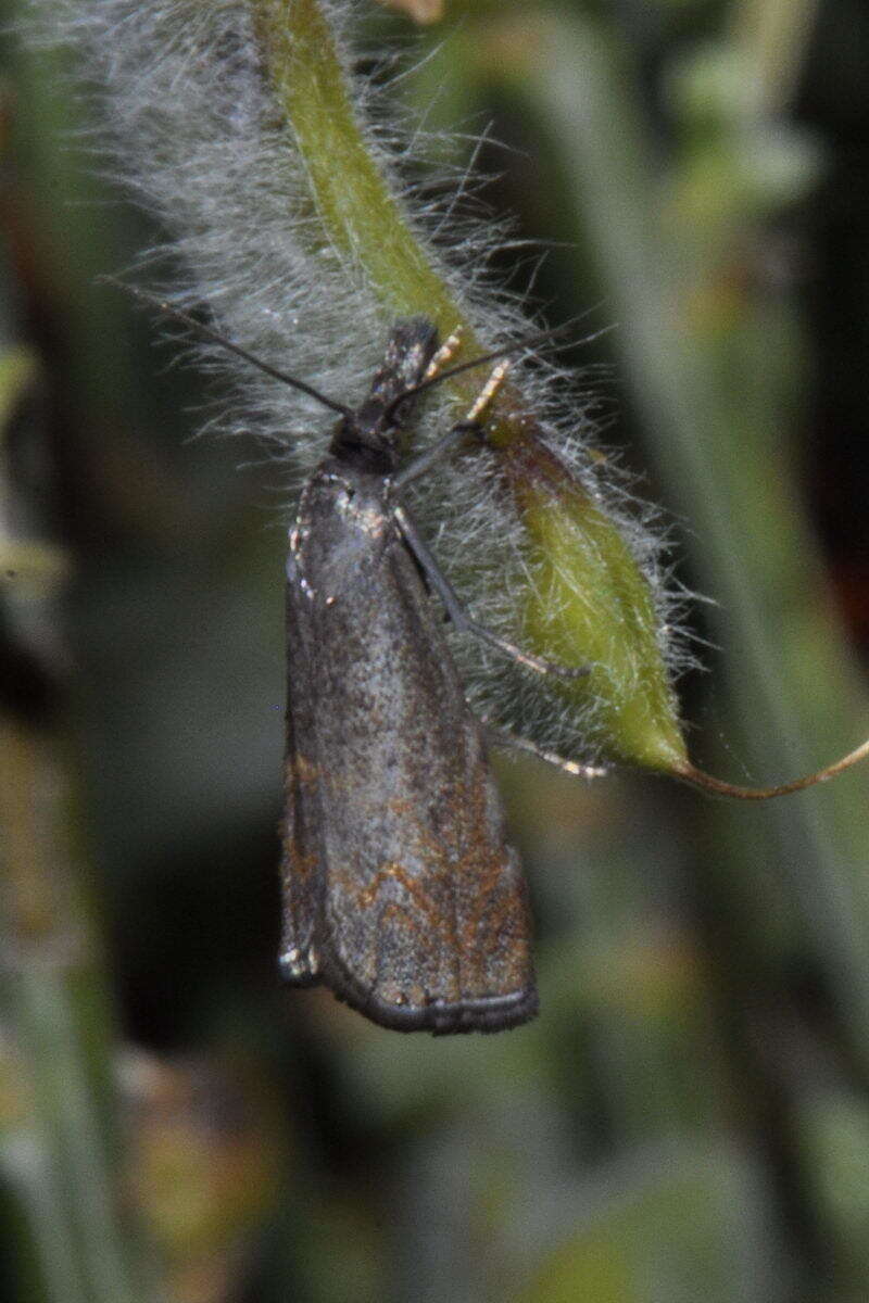 Слика од Platytes cerusella Schiffermüller 1775