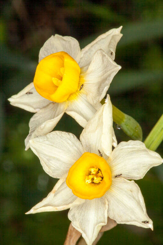 Narcissus tazetta subsp. tazetta的圖片