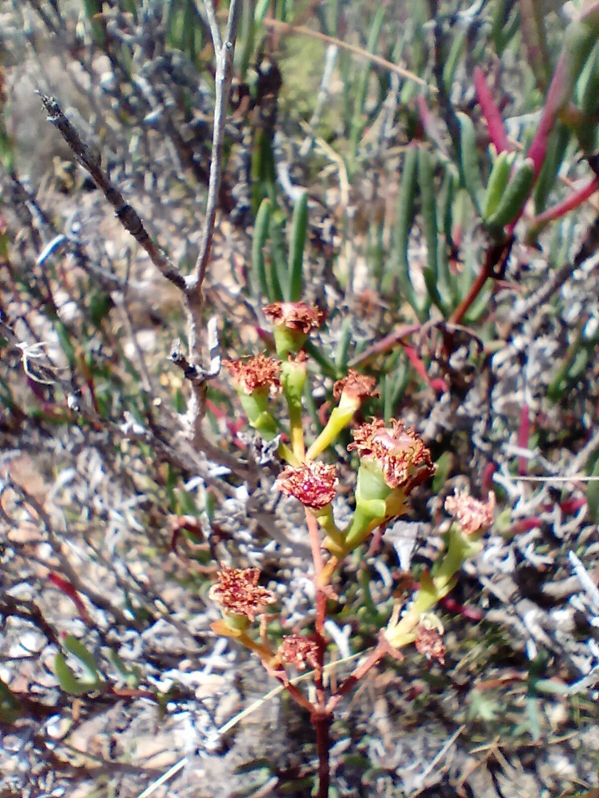 Imagem de Ruschia multiflora (Haw.) Schwant.