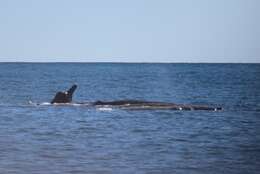 Image of Arnoux's Beaked Whale