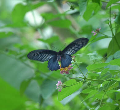 Image of Atrophaneura varuna (White 1842)