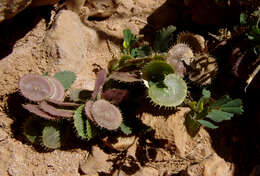 Imagem de Medicago radiata L.