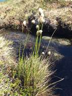 Image of northland cottonsedge