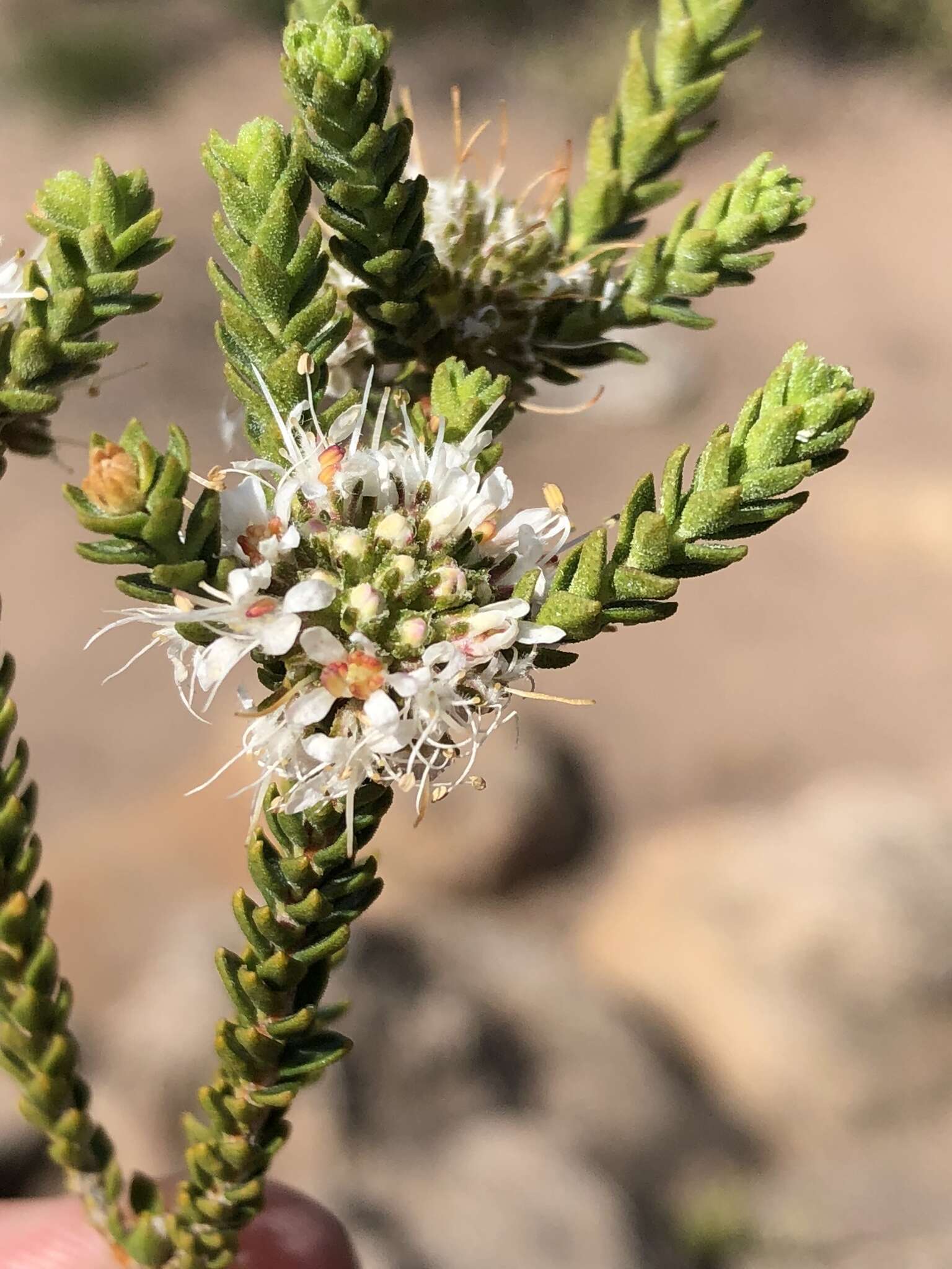 Image of Agathosma roodebergensis Compton