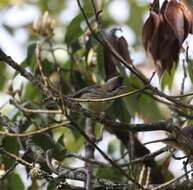 Plancia ëd Yuhina flavicollis Hodgson 1836