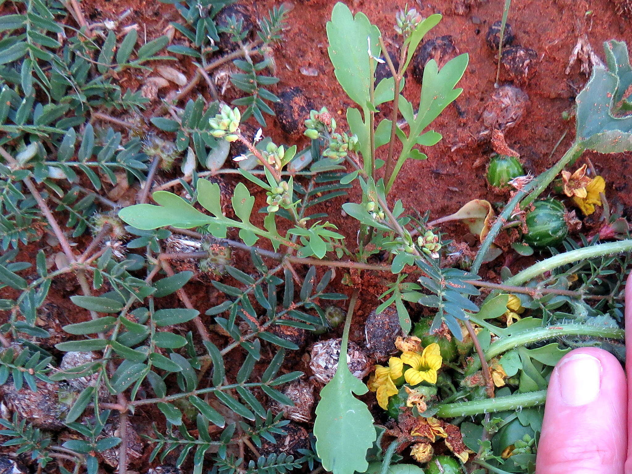 Image of Lepidium desertorum Eckl. & Zeyh.