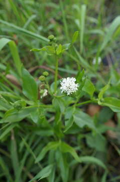 Imagem de Gymnocoronis