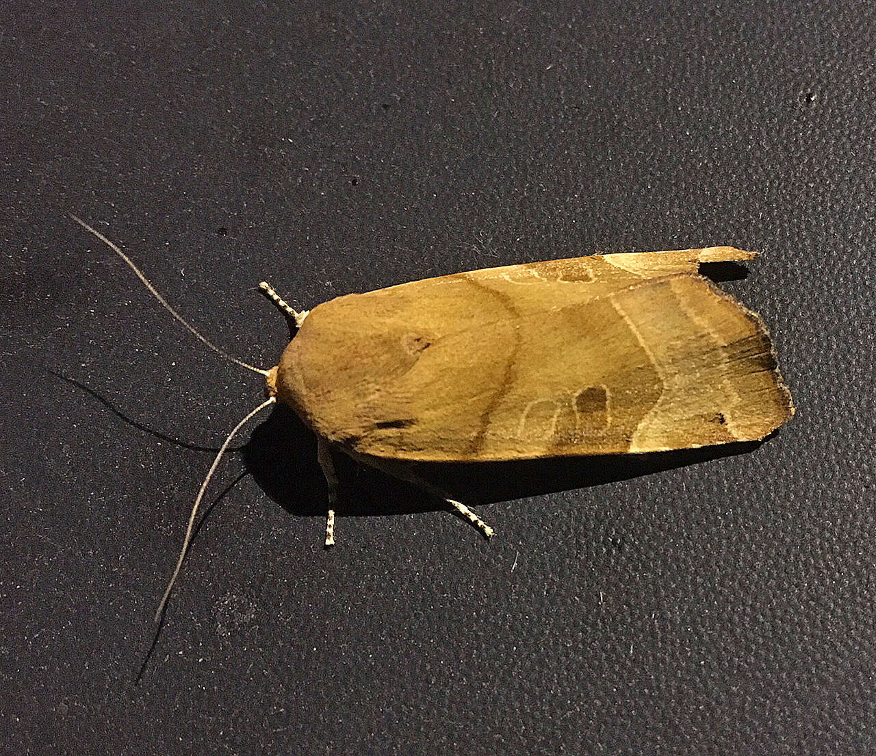 Image of broad-bordered yellow underwing