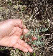 Image of bigroot springparsley