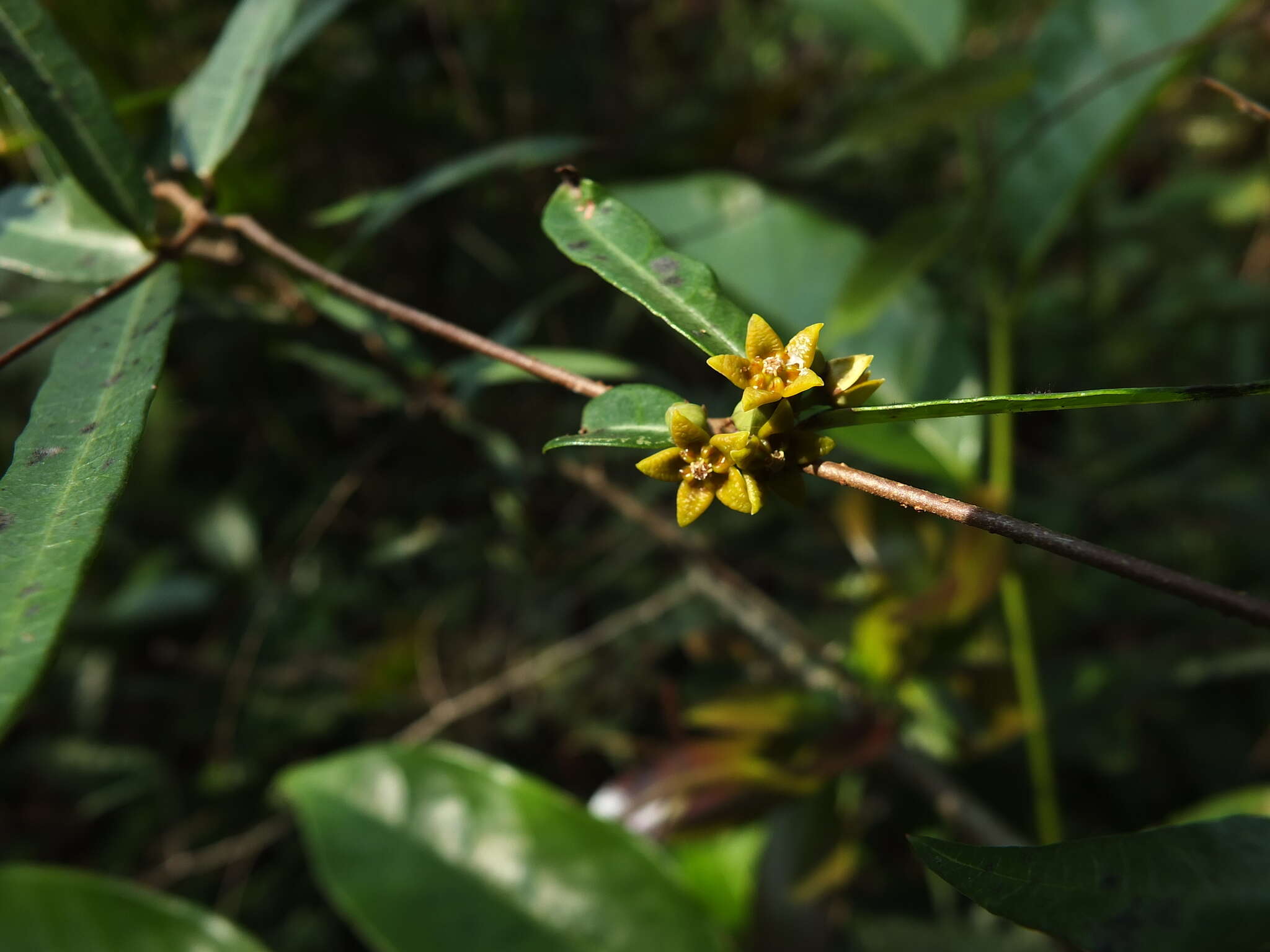 صورة Hemidesmus indicus (L.) R. Br.