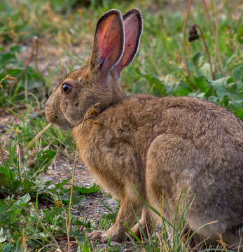 Image of snowshoe hare