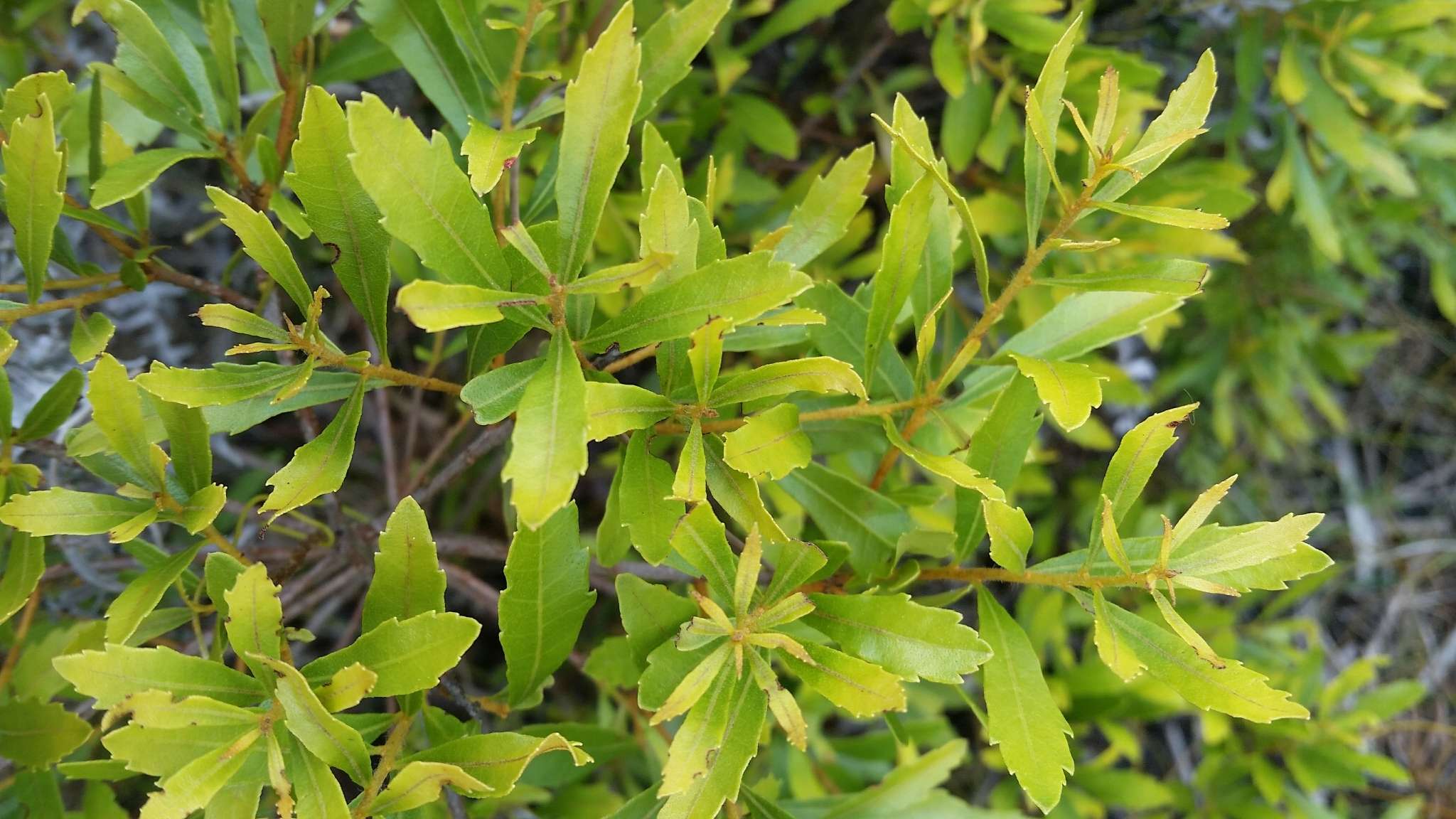 Image of wax myrtle