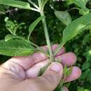 Imagem de Verbena scabra Vahl