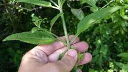 Image of Sandpaper Vervain