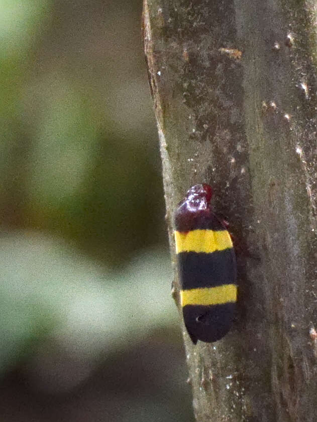 Image of Sphenorhina rubra (Linné 1758)