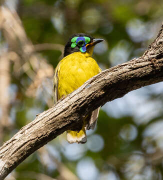 Imagem de Philepitta schlegeli Schlegel 1867