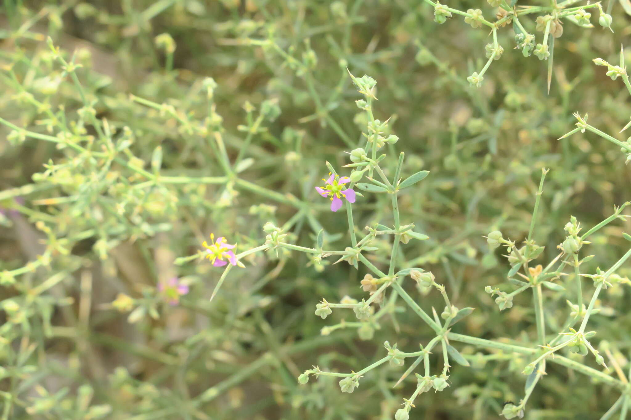 Image of Fagonia indica Burm. fil.