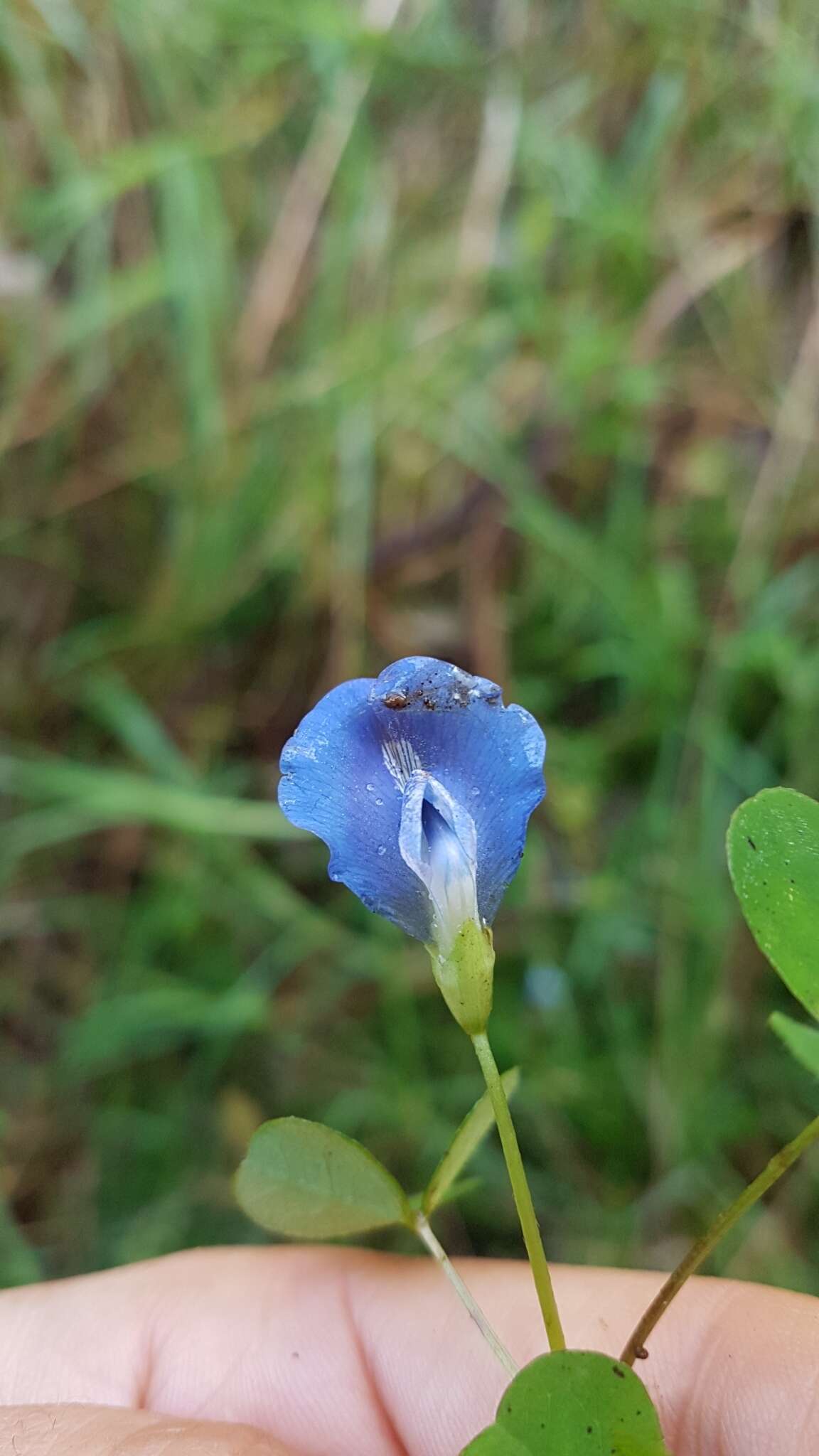 Image of blue-oxalis