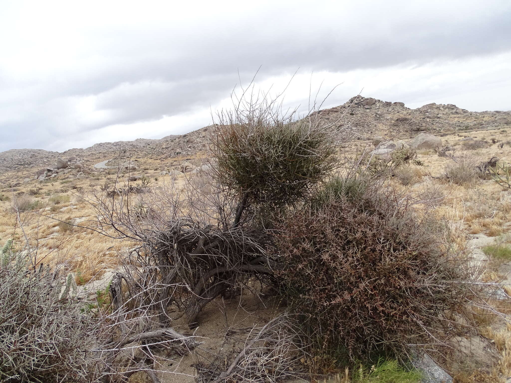 Image of mesquite mistletoe